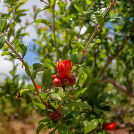 Efrosini Village 3* 凯特利奥斯