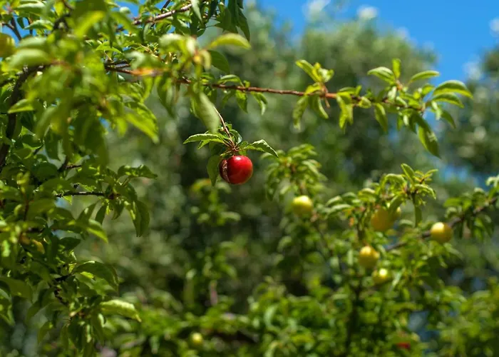 Efrosini Village 호텔 3*