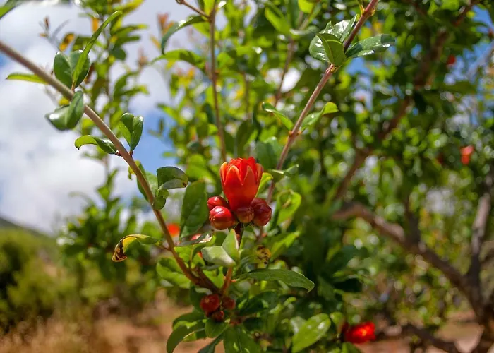 Efrosini Village 3* Katelios