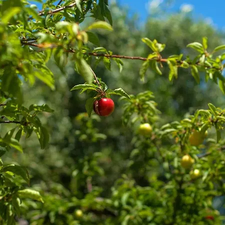 Efrosini Village فندق 3*